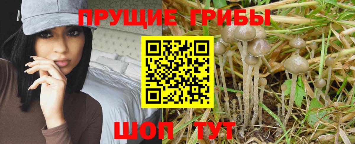 Псилоцибиновые грибы GOLDEN TEACHER  Галлюциногенные грибы мухоморы  Вход с VPN  Арсеньев 